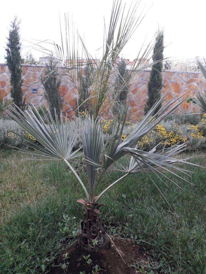 Palm Paradise Stobreč Eksteriør bilde